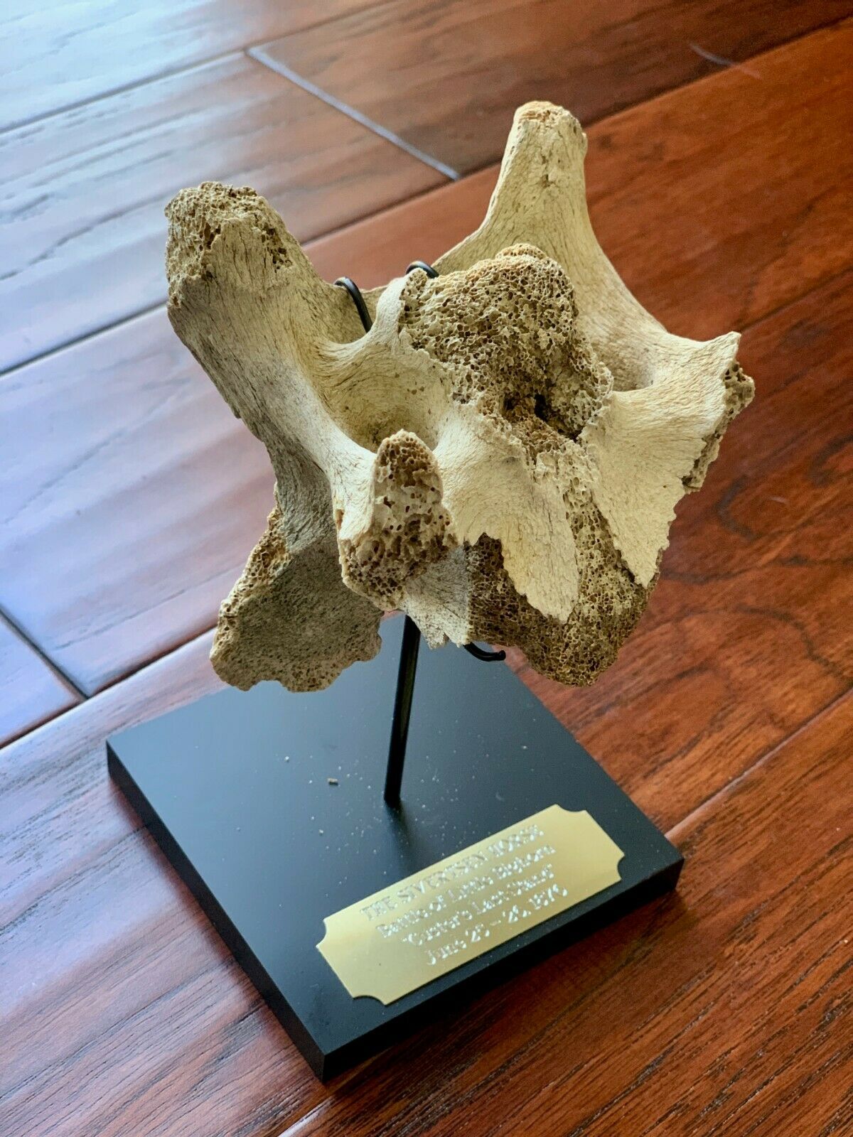 Battle of Little Bighorn * HORSE SKELETON Dug Artifact * Custer's Last Stand