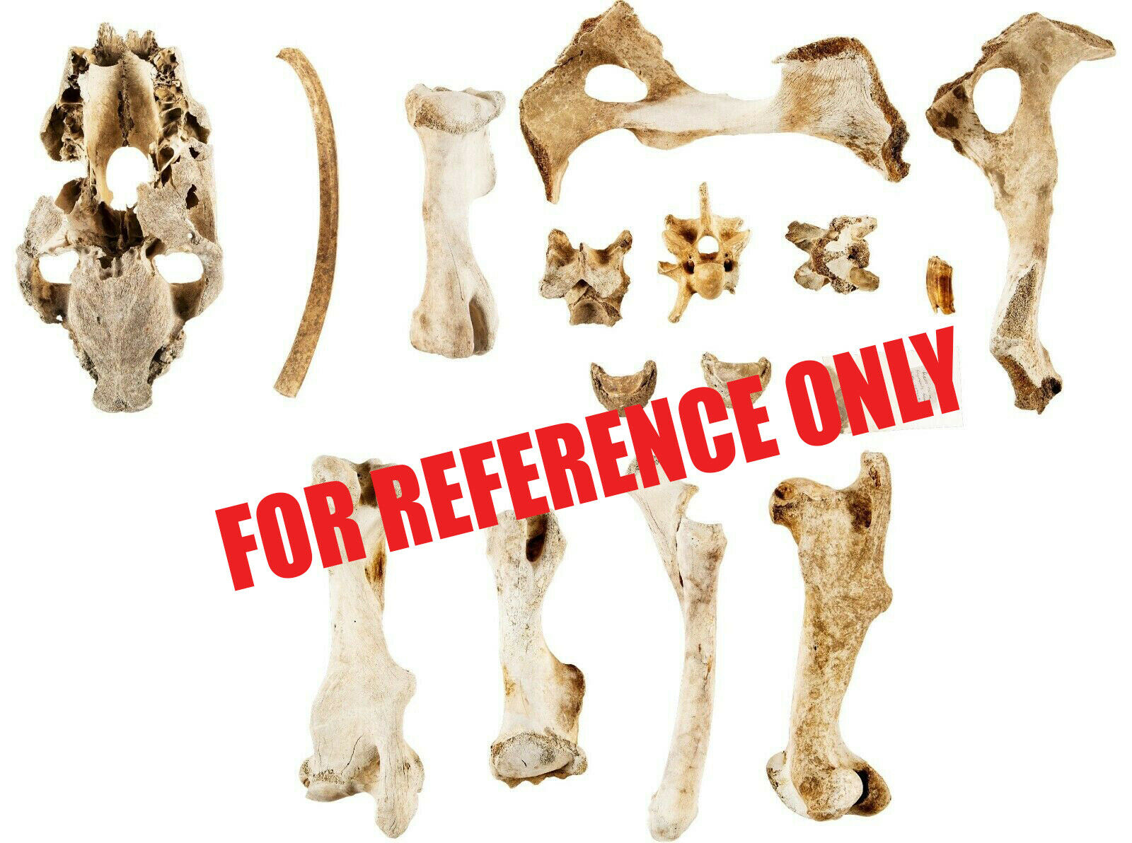 Battle of Little Bighorn * HORSE SKELETON Dug Artifact * Custer's Last Stand