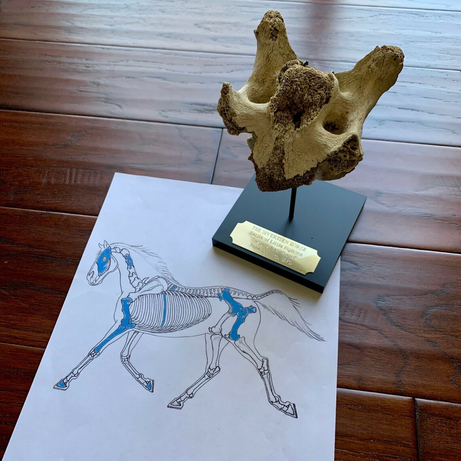 Battle of Little Bighorn * HORSE SKELETON Dug Artifact * Custer's Last Stand