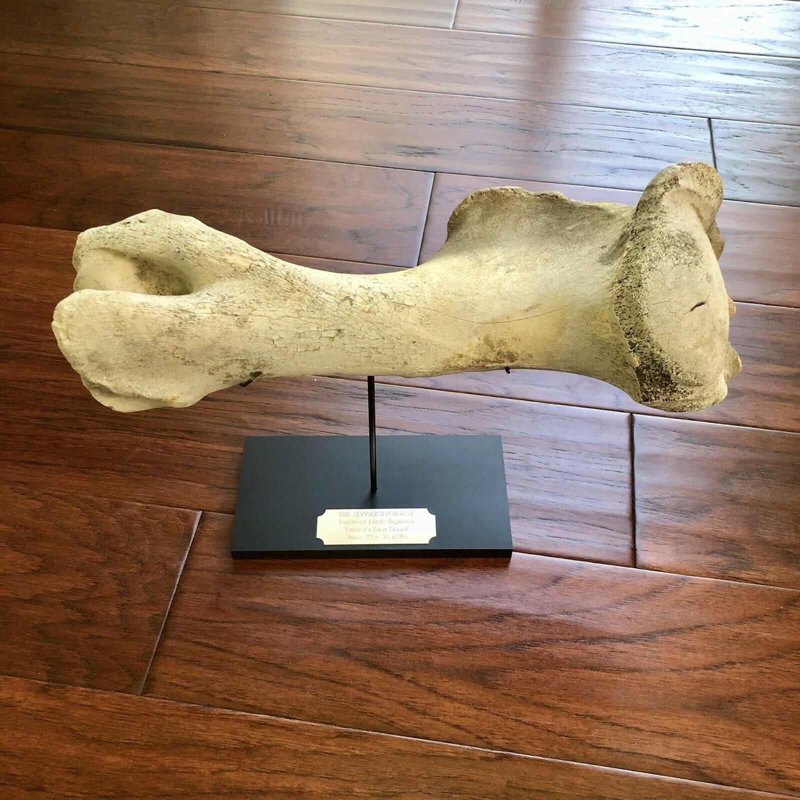 Battle of Little Bighorn * HORSE SKELETON Dug Artifact * Custer's Last Stand