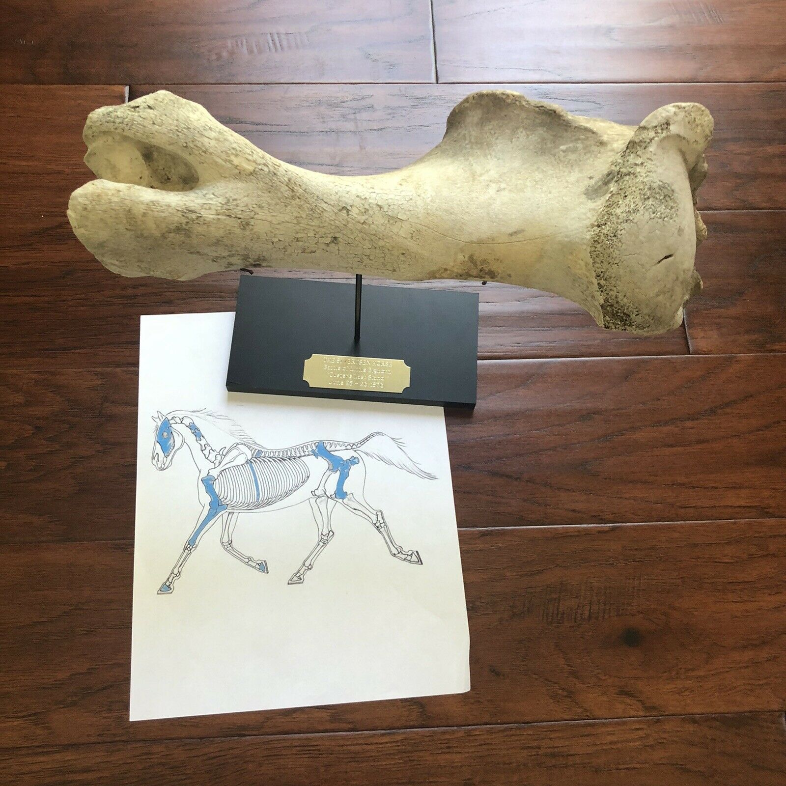 Battle of Little Bighorn * HORSE SKELETON Dug Artifact * Custer's Last Stand
