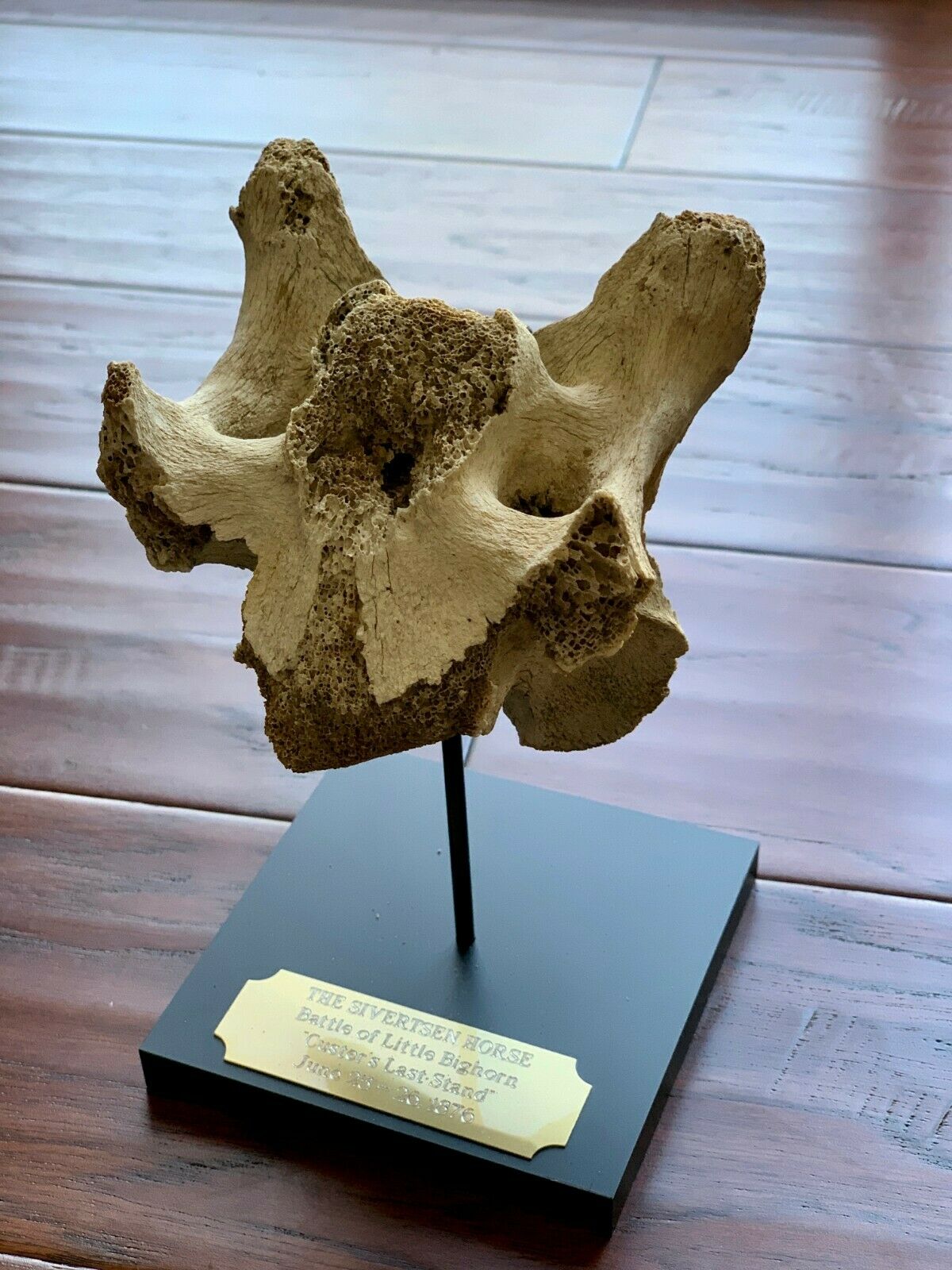 Battle of Little Bighorn * HORSE SKELETON Dug Artifact * Custer's Last Stand