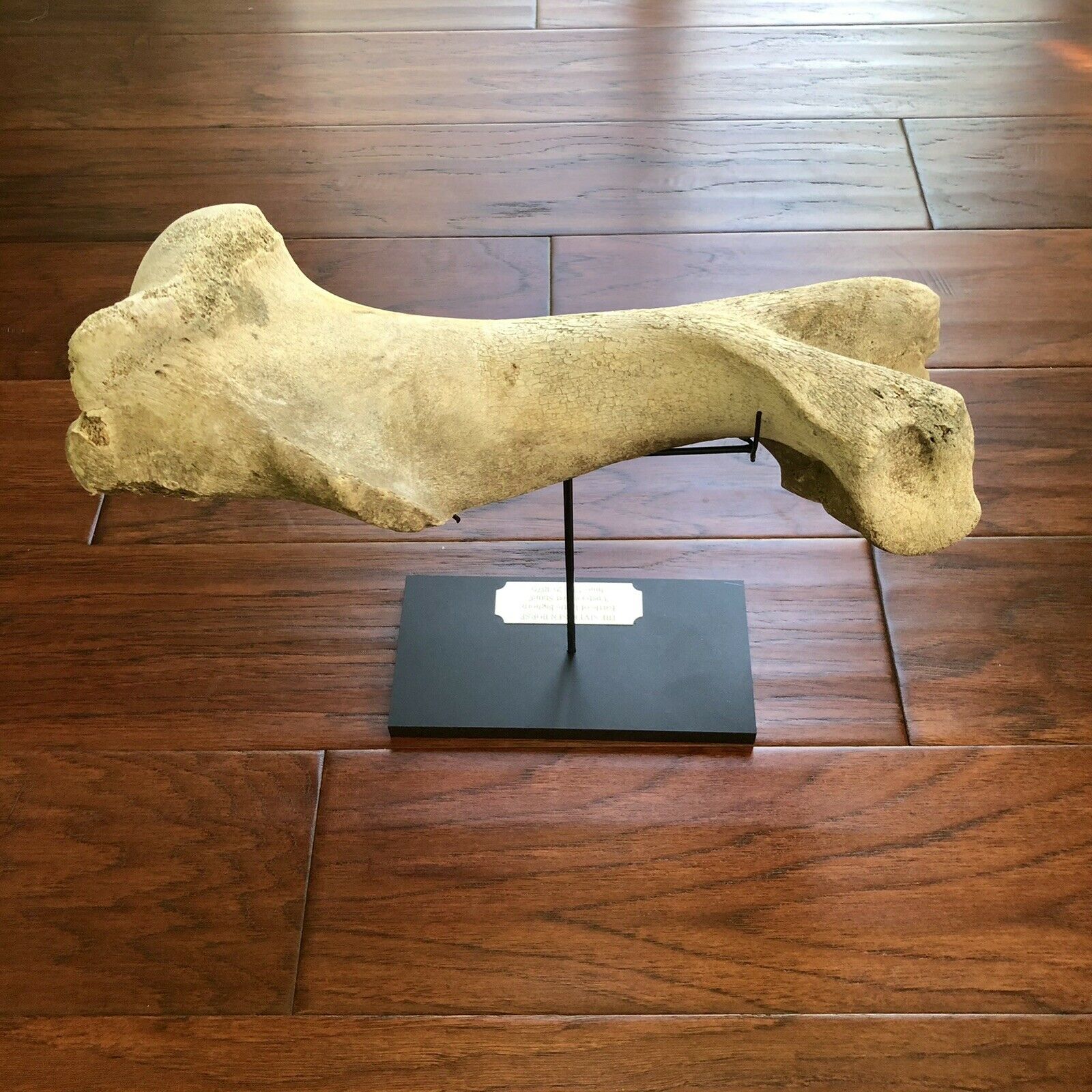 Battle of Little Bighorn * HORSE SKELETON Dug Artifact * Custer's Last Stand