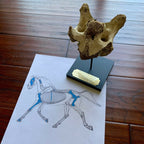 Battle of Little Bighorn * HORSE SKELETON Dug Artifact * Custer's Last Stand