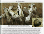 Battle of Little Bighorn * HORSE SKELETON Dug Artifact * Custer's Last Stand