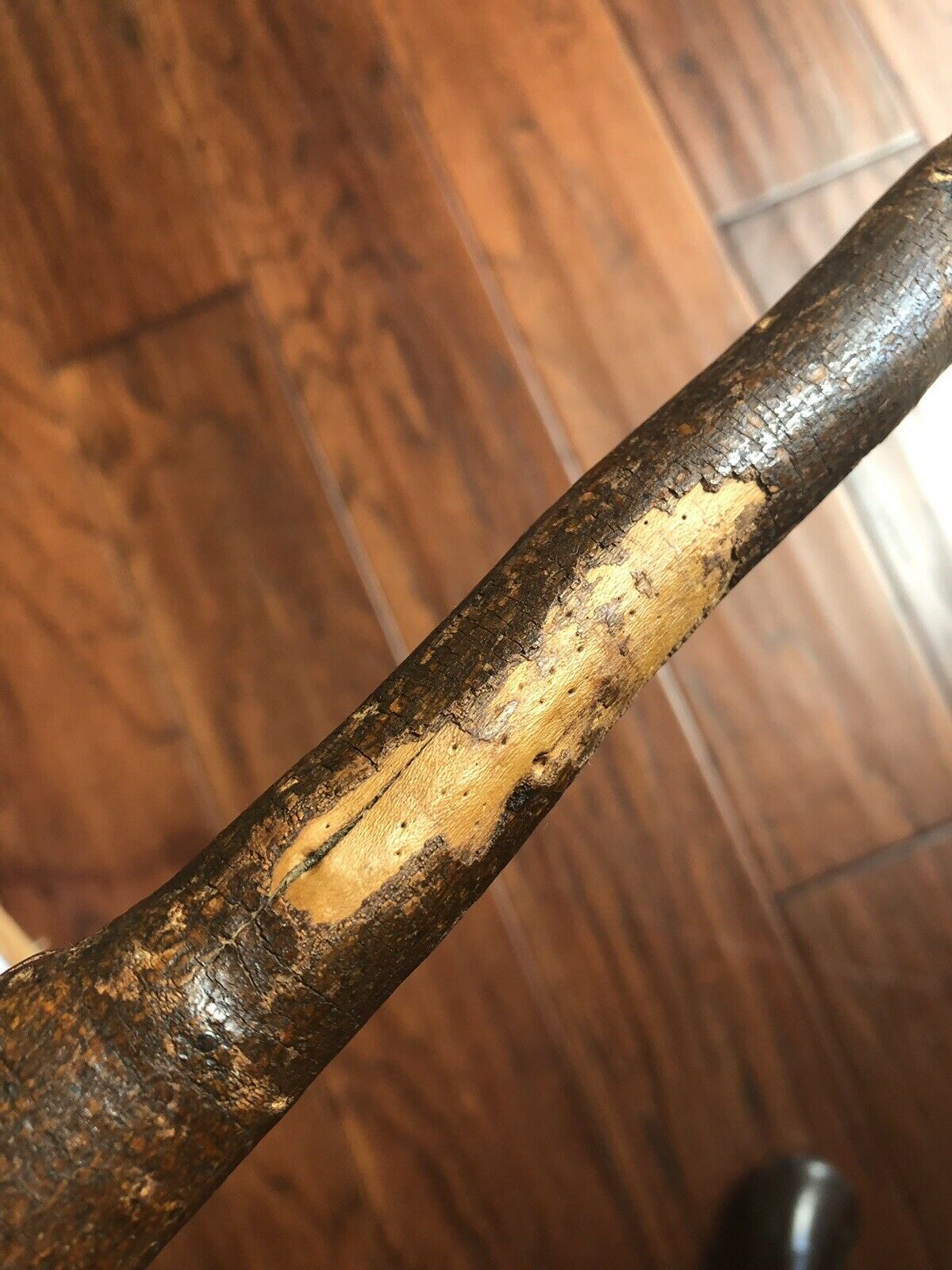 GEORGE WASHINGTON * Cane Crafted From a Mount Vernon Tree Planted By Washington