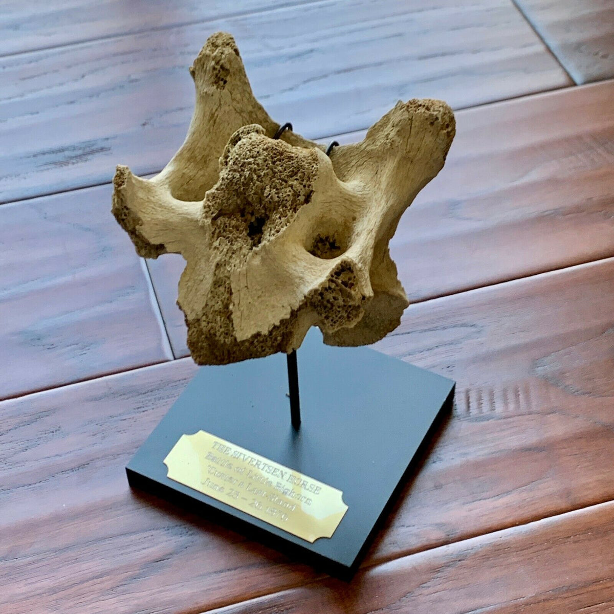 Battle of Little Bighorn * HORSE SKELETON Dug Artifact * Custer's Last Stand