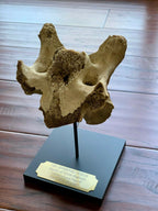 Battle of Little Bighorn * HORSE SKELETON Dug Artifact * Custer's Last Stand